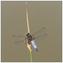 slides/Broad Bodied Chaser.jpg chaser,knepp,castle,lake,west,sussex,water,green,rushes,reeds Broad Bodied Chaser